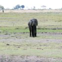 BWA NW Chobe 2016DEC04 NP 049 : 2016, 2016 - African Adventures, Africa, Botswana, Chobe National Park, Date, December, Month, Northwest, Places, Southern, Trips, Year